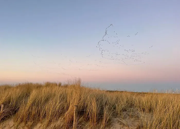 캠프장 Lutafaro Near *